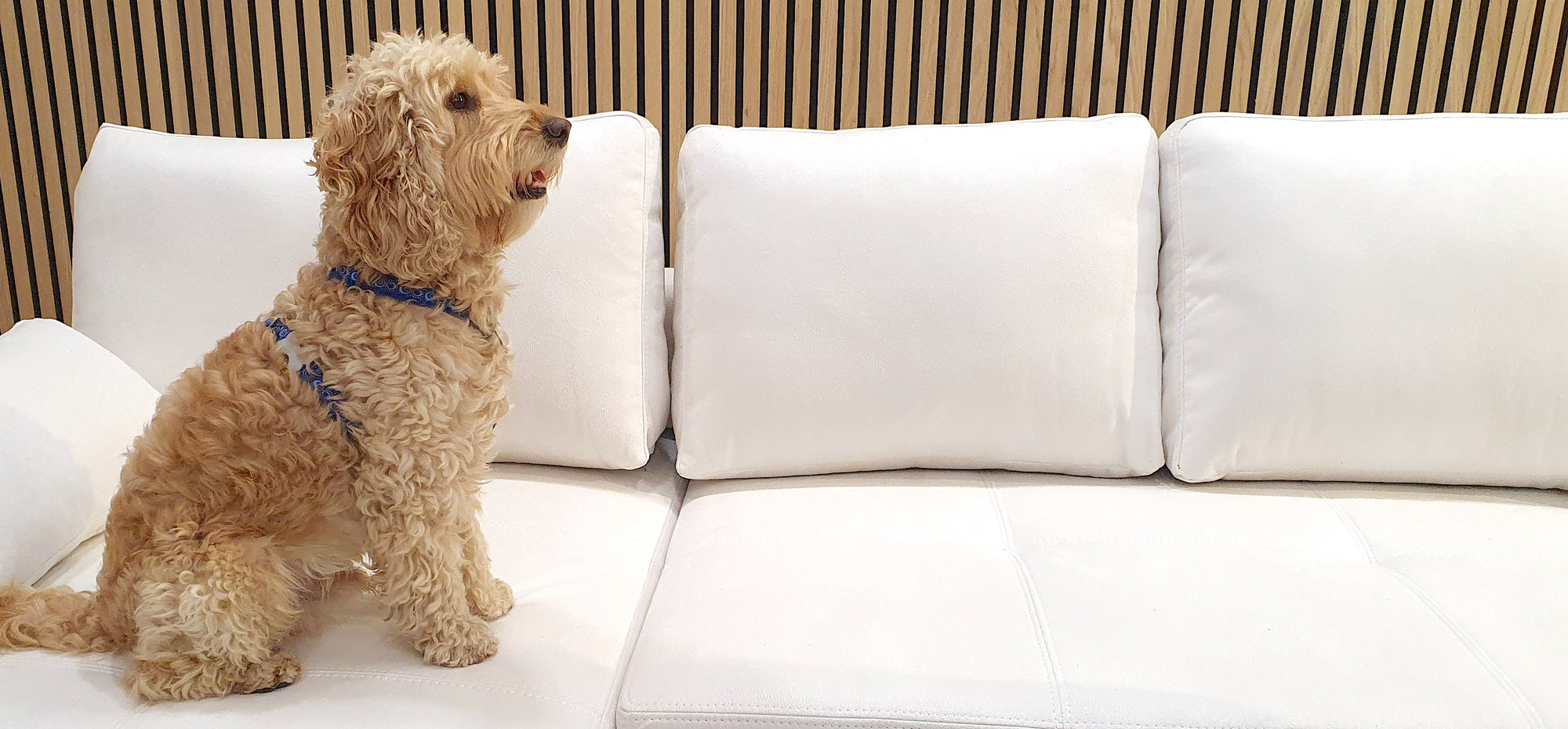 Pet Friendly Fabrics - What Are They?